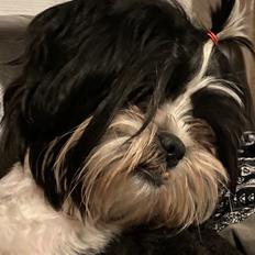 Shih tzu Luna