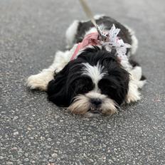 Shih tzu Luna