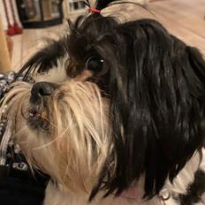 Shih tzu Luna