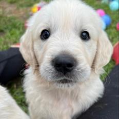 Golden retriever Soco (Athletic Delta)