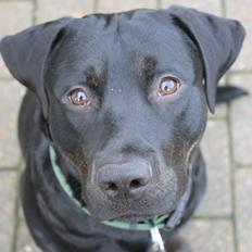 Blanding af racer Topper