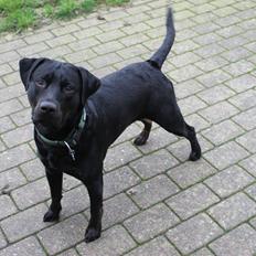 Blanding af racer Topper