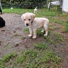 Labrador retriever Puk