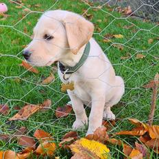 Labrador retriever Puk