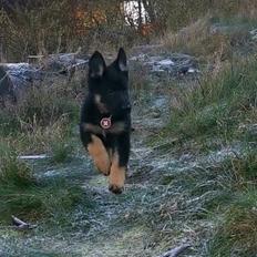 Schæferhund Sandtofte Pinyata /yata. (21/9-22)