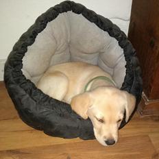 Labrador retriever Puk