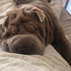 Shar pei Princess