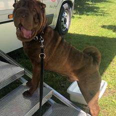 Shar pei Leo