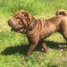 Shar pei Leo