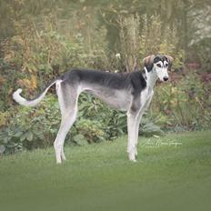 Saluki Nora