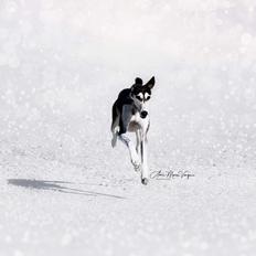 Saluki Nora