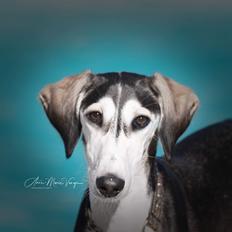 Saluki Nora