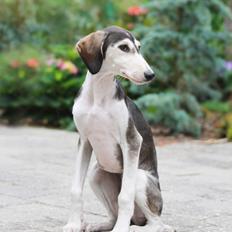 Saluki Nora