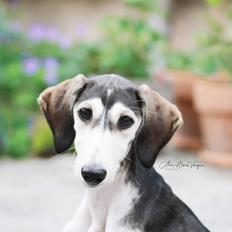Saluki Nora
