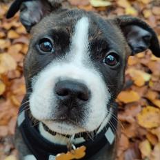 Staffordshire bull terrier Cesar