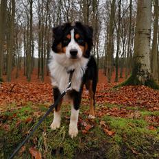 Miniature American Shepherd JohnJohn (Wunderbaums Woogie Boogie)