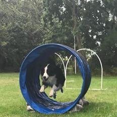 Miniature American Shepherd Nimbus (Truecolorsshining Busy Billybob)