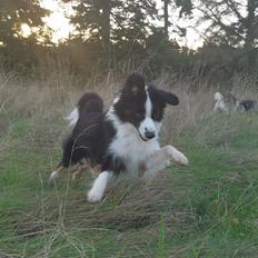 Miniature American Shepherd Nimbus (Truecolorsshining Busy Billybob)