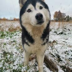 Siberian husky Sheena (Mesmocans Black Betty)