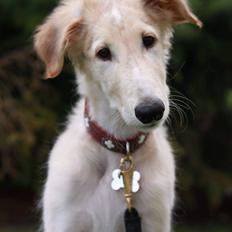Borzoi Walt