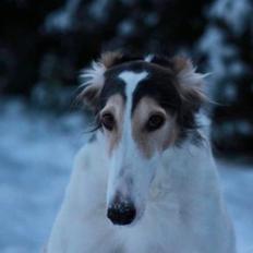 Borzoi Pony