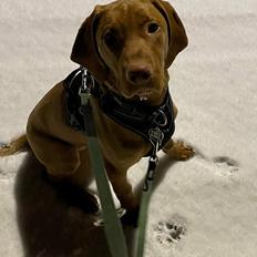 Vizsla Woodie 