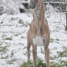 Whippet Falcon (Tanalorn Mr. Quade)