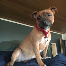 Staffordshire bull terrier Sia