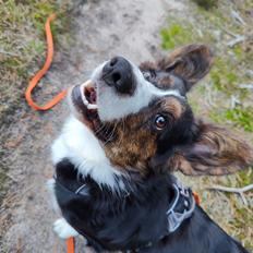 Welsh corgi cardigan Nitro