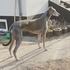 Greyhound Ballinakill Deirdre