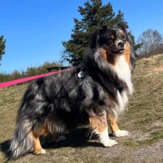 Miniature American Shepherd Hailie