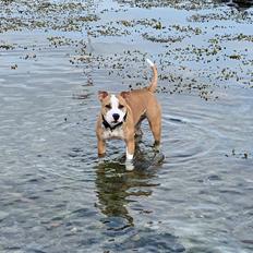 Staffordshire bull terrier Asta