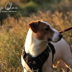 Jack russell terrier Tristan