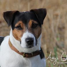 Jack russell terrier Amy's Choice Jaqen H'ghar