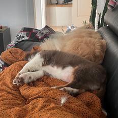 Miniature American Shepherd Obi