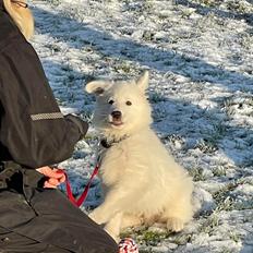 Hvid Schweizisk Hyrdehund Ny understrups Holger