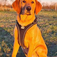 Labrador retriever Rolf fox red 