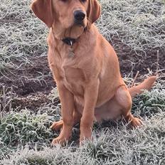 Labrador retriever Rolf fox red