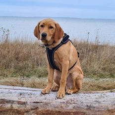 Labrador retriever Rolf fox red