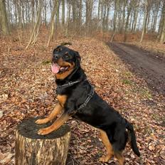 Rottweiler Sika