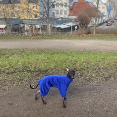 Italiensk mynde Elvis (Vindhauses Cosimo)