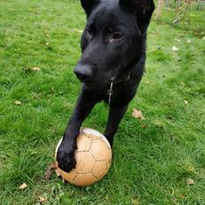 Schæferhund APOLLO