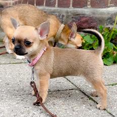 Chihuahua Hello World Ouch Ouch Not My Leg "Envy"