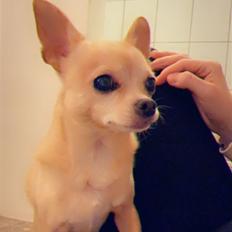 Chihuahua Ticco Martini (Englehund) 