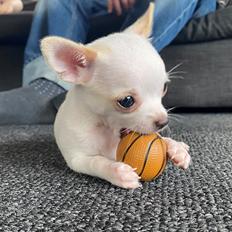 Chihuahua Lucky