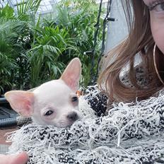 Chihuahua Lucky