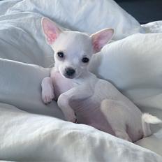 Chihuahua Lucky