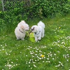 Blanding af racer Topper