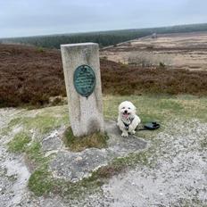 Blanding af racer Topper