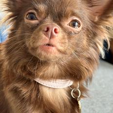 Chihuahua Nellie